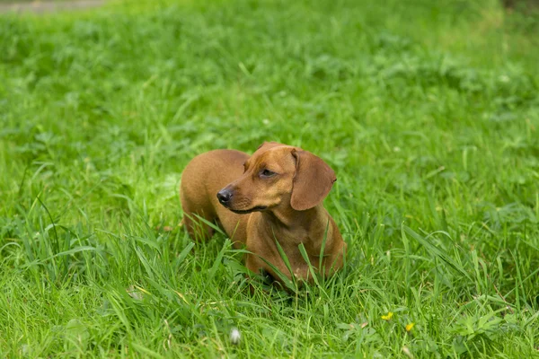 Dog on the white background — Stock Photo, Image