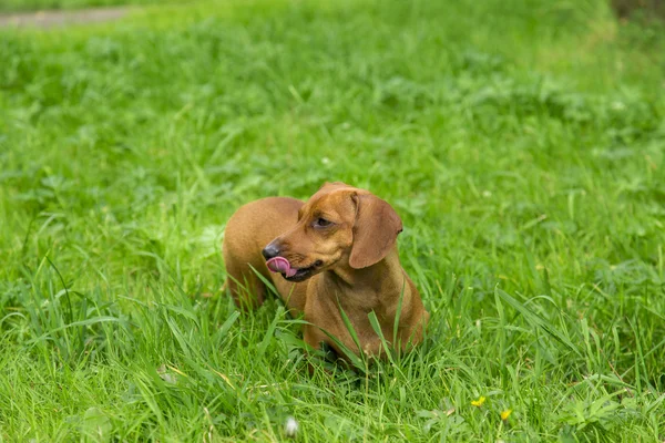 Beyaz arka plan üzerinde köpek