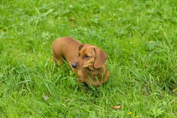 Dog on the white background — Stock Photo, Image