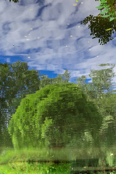 Baum auf weißem Hintergrund — Stockfoto