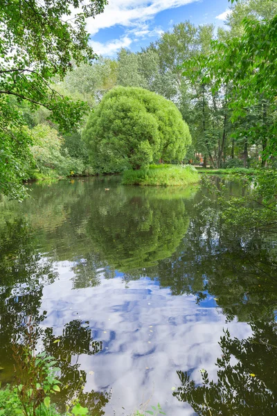 ağaç beyaz zemin üzerine