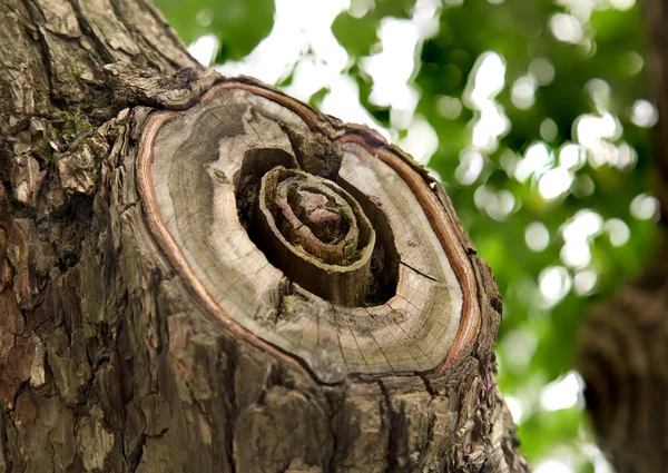 ağaç beyaz zemin üzerine