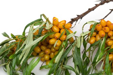 cehri beyaz zemin üzerine