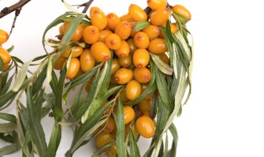 cehri beyaz zemin üzerine