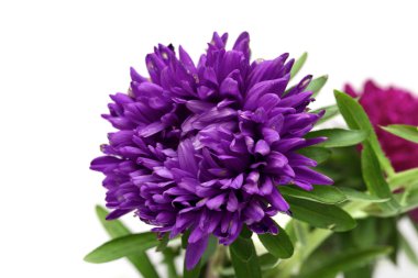 Beyaz arkaplanda çiçekler