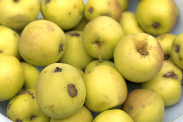 Pommes sur le fond blanc — Photo