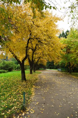 Beyaz arka plan üzerinde ağaçlar