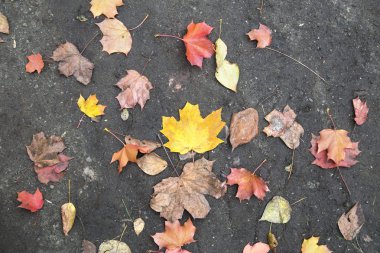 Beyaz arkaplanda yaprak