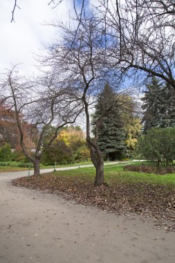 Beyaz arka plan üzerinde ağaçlar