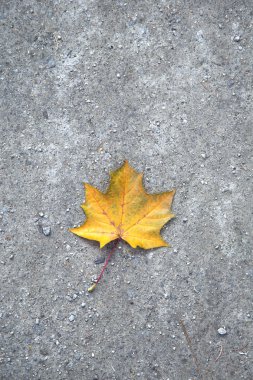 Beyaz arkaplanda yaprak