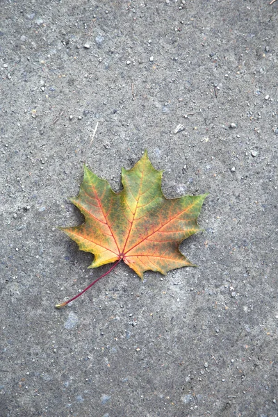 Blatt auf weißem Hintergrund — Stockfoto