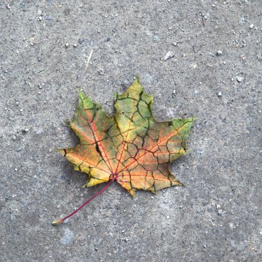 Beyaz arkaplanda yaprak