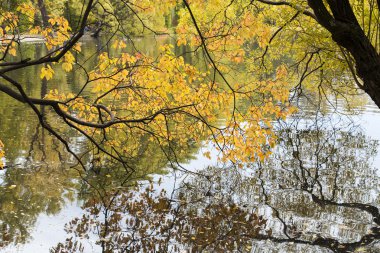 Beyaz arka plan üzerinde ağaçlar