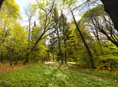 Beyaz arka plan üzerinde ağaçlar