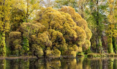 Beyaz arka plan üzerinde ağaçlar