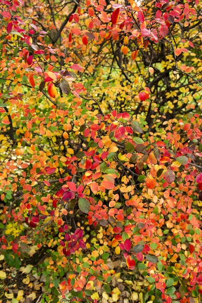 Bäume auf weißem Hintergrund — Stockfoto