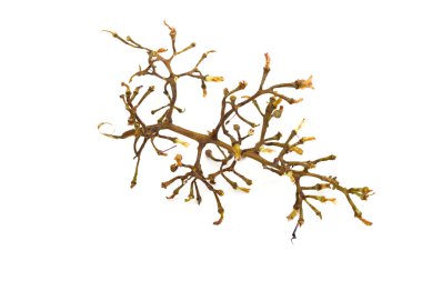 beyaz zemin üzerinde üzüm