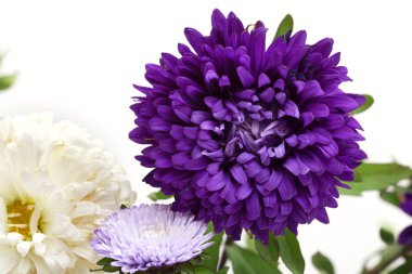 Beyaz arkaplanda çiçekler