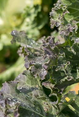 Beyaz arkaplanda çiçekler