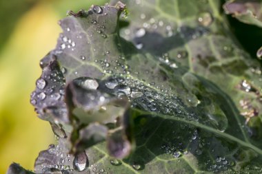 Beyaz arkaplanda çiçekler