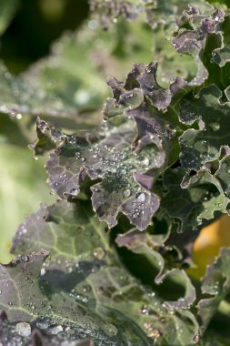 Beyaz arkaplanda çiçekler