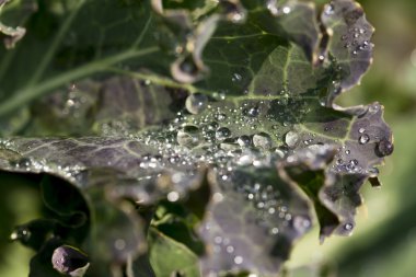 Beyaz arkaplanda çiçekler