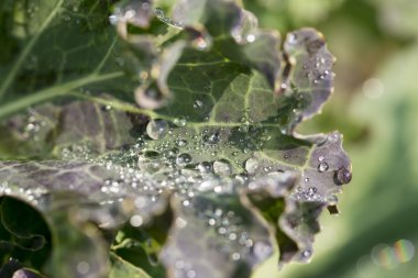 Beyaz arkaplanda çiçekler