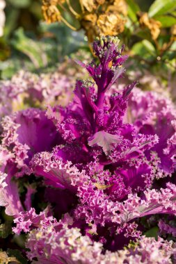 Beyaz arkaplanda çiçekler