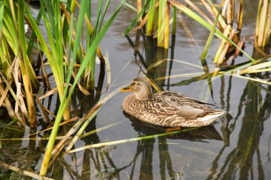 Beyaz arkaplanda ördek