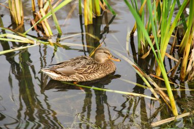 Beyaz arkaplanda ördek