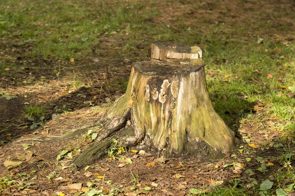 Tocón de árbol en el fondo blanco —  Fotos de Stock