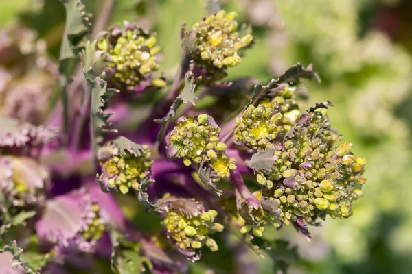 Flowers on the white background — Stock Photo, Image