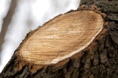 ağaç beyaz zemin üzerine