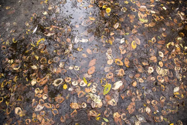 beyaz zemin üzerine bırakır