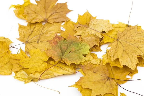 Maple leaf on the white background — Stock Photo, Image