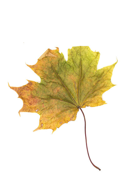 maple leaf on the white background