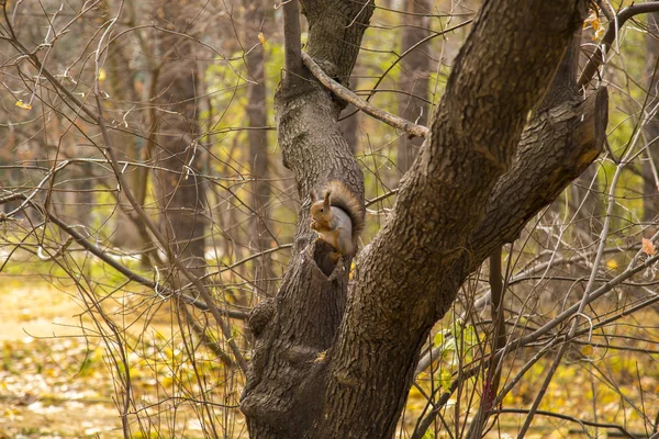 Esquilo no fundo branco — Fotografia de Stock