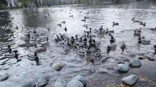 Ente auf weißem Hintergrund — Stockvideo