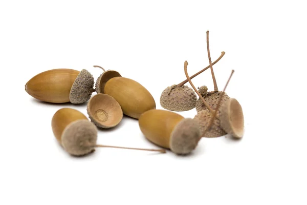 Acorns on the white background — Stock Photo, Image