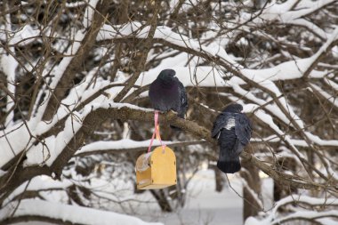 Güvercinler beyaz zemin üzerine