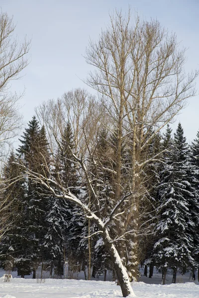 Forest on the white background — Stock Photo, Image