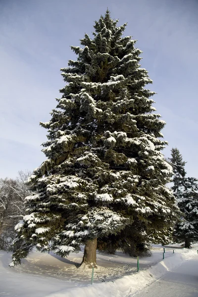 ağaç beyaz zemin üzerine