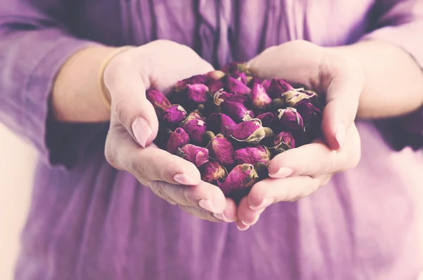 Woman holding dried rosebuds in her hands — Stock Photo, Image