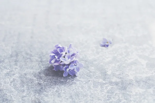 Flor lila única con espacio vacío sobre fondo de hormigón gris — Foto de Stock