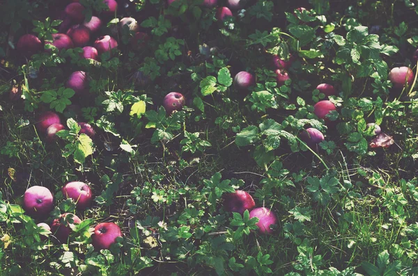 Manzanas dispersas sobre hierba verde — Foto de Stock