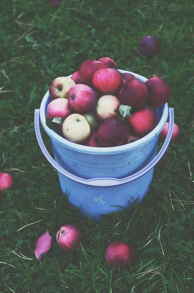 Kýbl s podzimní jablka na zelené trávě pozadí — Stock fotografie