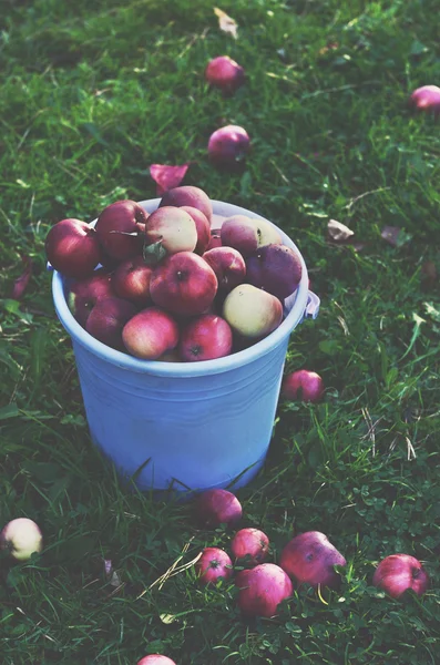 Cubo lleno de manzanas rojas maduras sobre hierba verde — Foto de Stock