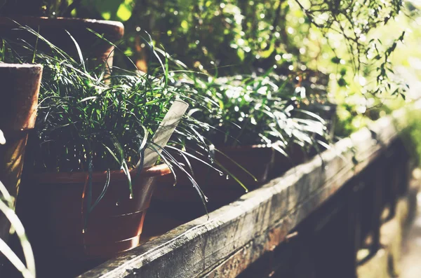 Plantas verdes em vasos de flores de argila em estufa jardim botânico — Fotografia de Stock