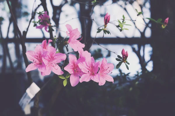 Blühende rosa Glockenblumen gegen altes rustikales Fenster — Stockfoto