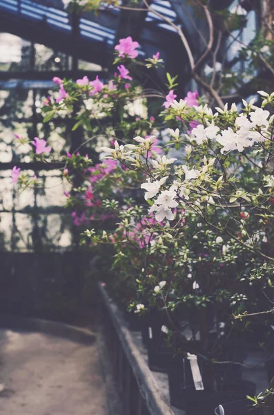 Kwitnących azalii w stary ogród botaniczny szklarni — Zdjęcie stockowe